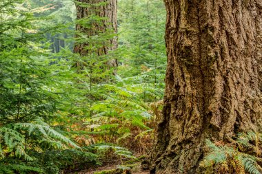 Çok eski ormanda. Bir ormandaki ilginç kabuk dokusu ile çok büyük bir eski köknar ağacı