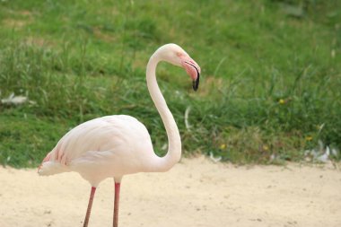 Bir flamingo bir yan görünüm