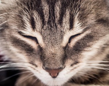 Uyuyan bir gri tekir kedi yüz yakın çekim.