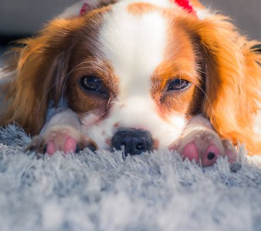 Düşüncesiz kral şarlatan İspanyol üzerinde gri halı döşeme