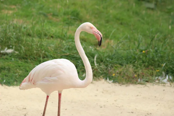 A side view of a flamingo