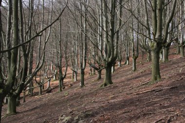 Kışın ortasında kayın.