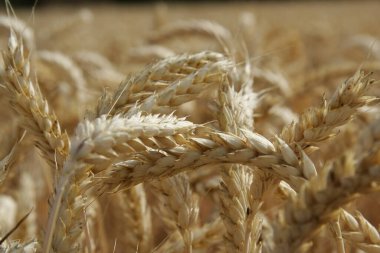 Buğday ekimi hasat için hazır