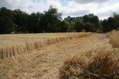 Buğday ekimi hasat için hazır
