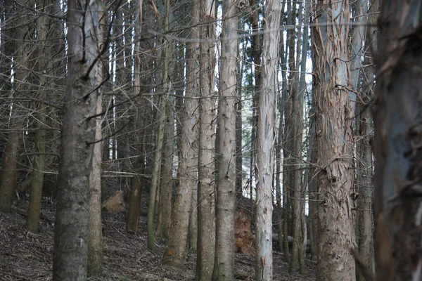 Kışın Çam Ormanı Büyüleyici Bir Atmosfer Yaratır — Stok fotoğraf