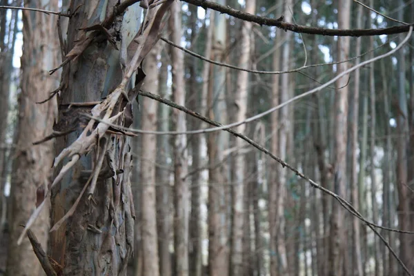 Kışın çam ormanı büyüleyici bir atmosfer yaratır.