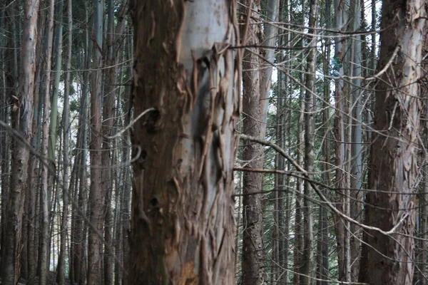 Kışın Çam Ormanı Büyüleyici Bir Atmosfer Yaratır — Stok fotoğraf