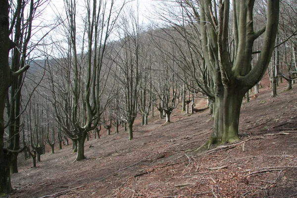 Kışın ortasında kayın.