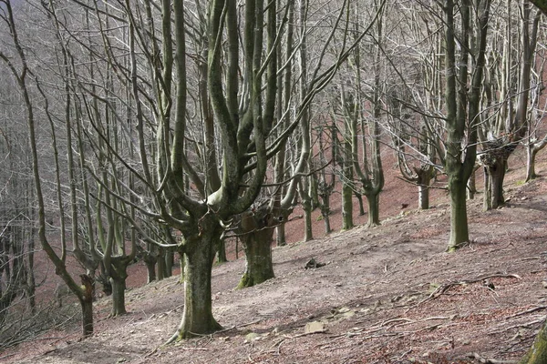 Kışın ortasında kayın.