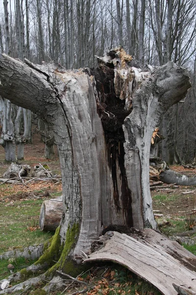 Vieux Tronc Hêtre Pourri Dans Forêt — Photo