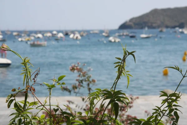 Sahil ve deniz tabanında demirli tekneleri olan bitkilere yakın çekim.