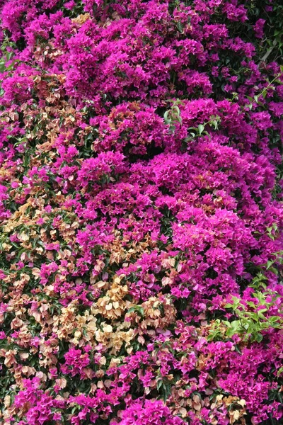 Bougainvillea çiçeği duvarı tamamen kaplamış.
