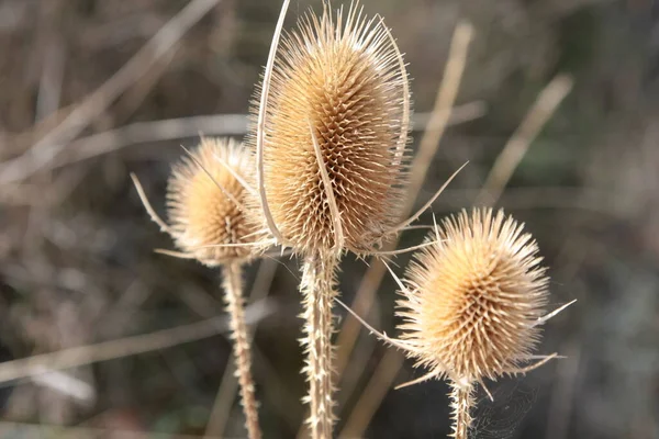 Yolun kenarındaki kuru devedikeni çiçekleri.