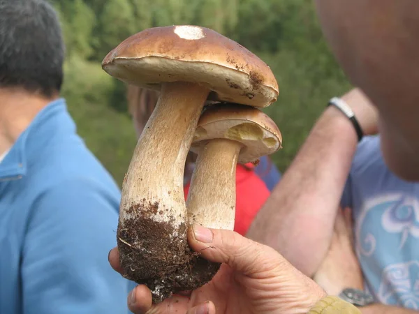 Bir grup insan mantar topluyor.