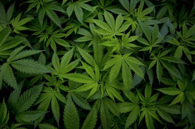 Esrar ve yaprak tutan bir el barışı desteklemek ve bu yasallaştırmak. İyi günler