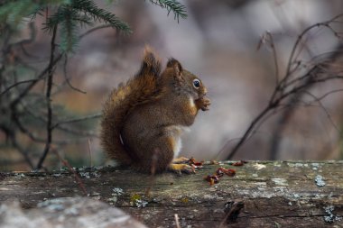 Sincap Kanada, Milli Park, Banff, Jasper, Icefields Parkway, Bow Valley, Seyahat Alberta, Kanada Rockies, Kuzey Amerika Yaban Hayatı, sevimli yaratık.