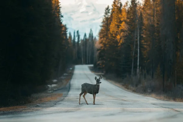 Estimado cruce Bow Valley Parkway entre Banff y Lake Louise, Parque Nacional, Viajar Alberta, Rockies canadienses, la vida silvestre de Canadá, América del Norte —  Fotos de Stock