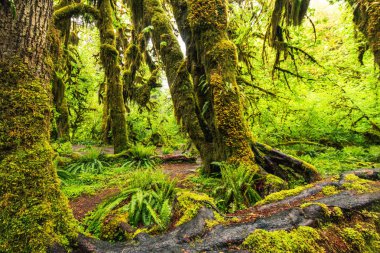 Hoh Rain Forest, Washington, Amerika Birleşik Devletleri, doğa, l