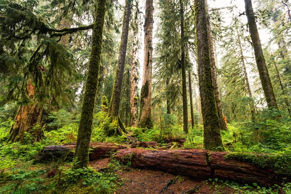 Hoh Rain Forest, Waszyngton, Stany Zjednoczone Ameryki, natura, l — Zdjęcie stockowe