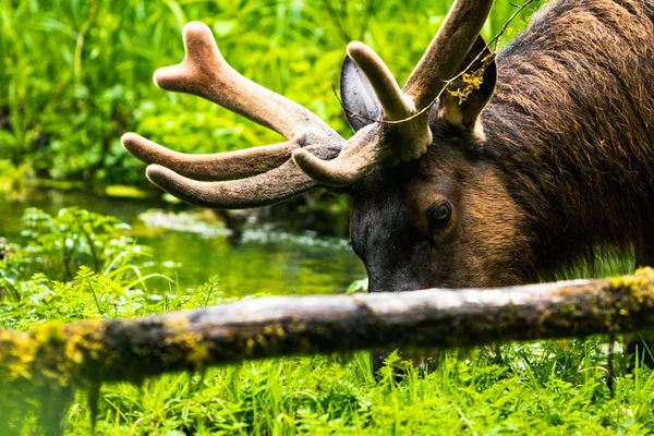 Hoh Rain Forest, Washington, Amerika Birleşik Devletleri, doğa, l