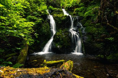 Cascade Şelalesi, Quinault Loop Trail, Quinault gölü ve yağmur fores