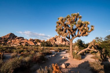 Joshua Tree Ulusal Parkı, Califo'da bulunan bir Amerikan milli parkıdır.