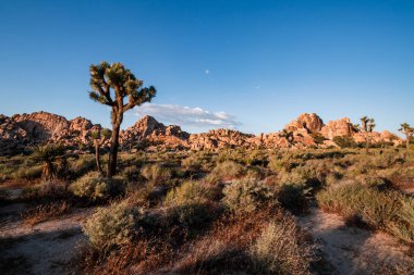 Joshua Tree Ulusal Parkı, Califo'da bulunan bir Amerikan milli parkıdır.