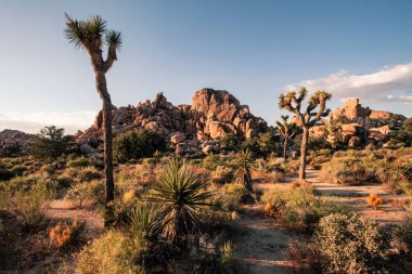Joshua Tree Ulusal Parkı, Califo'da bulunan bir Amerikan milli parkıdır.