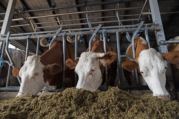 Koeien Boerderij Eten Hooi Stal Koe Kijkend Naar Camera Tijdens — Stockfoto