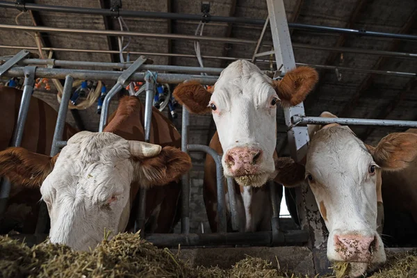 Koeien Boerderij Eten Hooi Stal Koe Kijkend Naar Camera Tijdens — Stockfoto