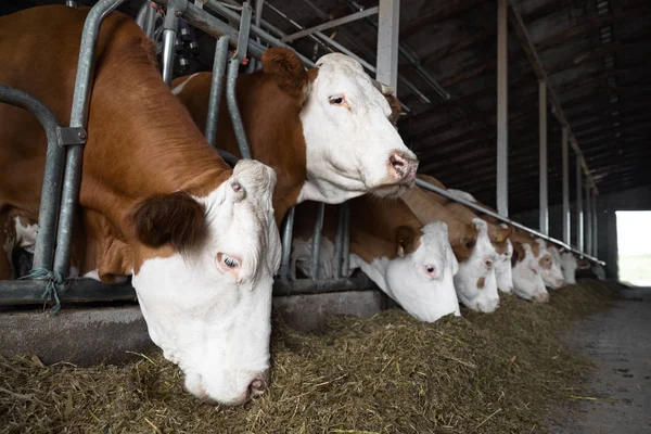 Vacas Quinta Comem Feno Estábulo Vaca Olhando Para Câmera Durante — Fotografia de Stock