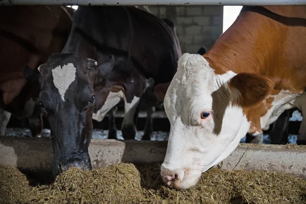 Koeien Boerderij Eten Hooi Stal Koe Kijkend Naar Camera Tijdens — Stockfoto