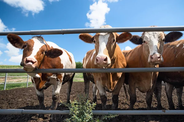 Молочные Коровы Едят Сено Открытом Воздухе Ферме Сельской Местности Коровье — стоковое фото