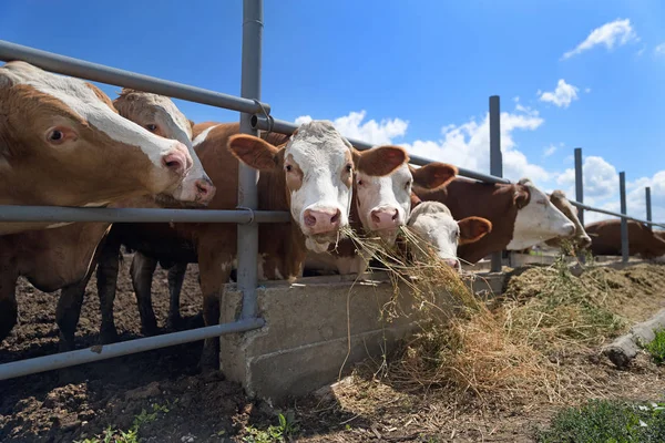 Молочные Коровы Едят Сено Открытом Воздухе Ферме Сельской Местности Коровье — стоковое фото
