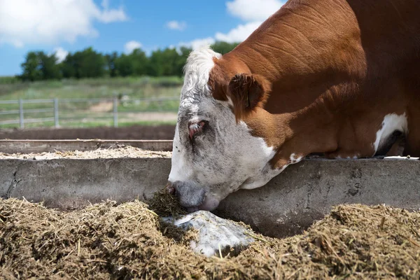 Közelről Borjú Nyalás Egy Blokk Ásványi Anyagok Hozzáadása Diéta Állatok — Stock Fotó