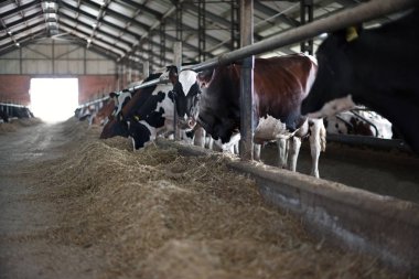 İnekler çiftlikte ahırda saman yiyor. Yemek zamanı, yakın çekim sırasında kameraya bakarak inek