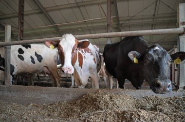 İnekler çiftlikte ahırda saman yiyor. Yemek zamanı, yakın çekim sırasında kameraya bakarak inek. Çiftlik endüstrisi için sığır eti iş çiftçinin.