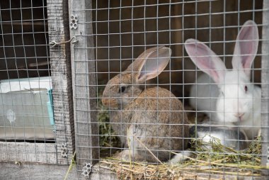İki üzgün Tavşan Kafes Tel çerçeve arıyor