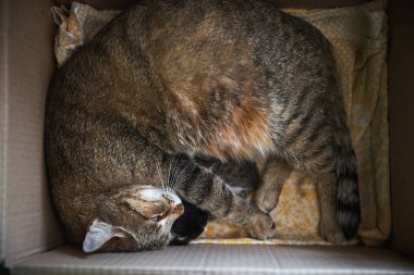 kedi ile bir karton kutu de kedi. Kedi bakım yavru kedi. Hayvanların korunması. Evsiz Hayvanlar.