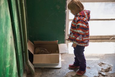 küçük kız, yavru kedi, seçici odak ile a yolunu yitirmek kedi için bir karton kutu getirdi. Muhafaza-in hayvan.