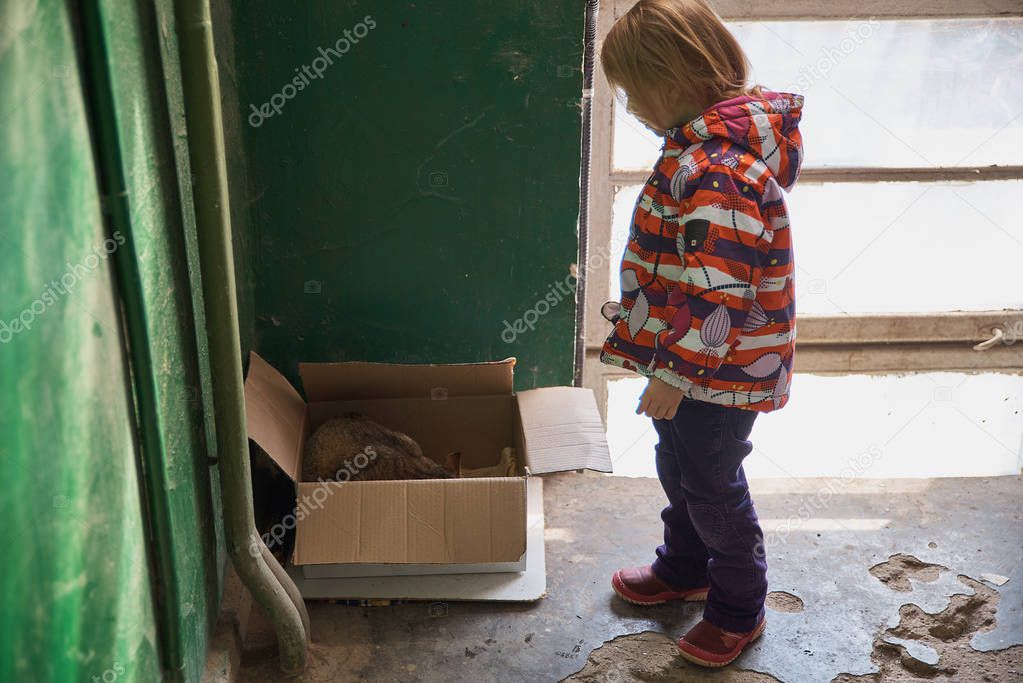 little girl, brought a cardboard box for a stray cat with kittens, selective focus. The protection of animals.