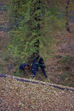 Kişinev, Moldova, novembe 12, 2018, N. Dimo street 7 2, özel güvenlik yasadışı inşaat erişim engellendi, insanların çileden polis ve sonraki kesme hareketsizlik tarafından aşağı ağaçlarının. Protesto, kanunsuzluk, dokunulmazlık kavramı