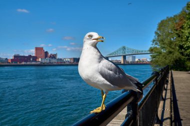Özgürlük ve seyahat kavramı. Martı görünümlü çerçeve. Nehir manzarası.