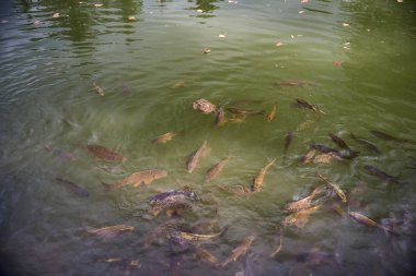 tatlı su balık kaplumbağa arasında balık su yüzeyi doğal nehir, kapatın. seçici odak besleme balık.