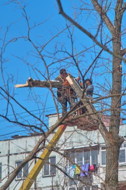 Kişinev, Moldova - 24 Ocak, 2019: testere ile kovada alt ağaçlar kırpar. Alt ağaç kesme ağaç işleme ölüme Chainsaw hidrolik mobil platformu üzerinden kullanarak.