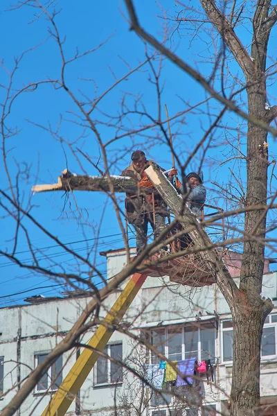 Chisinau, MOLDOVA - 24 de janeiro de 2019: Trabalhador em balde com motosserra. Trabalhador usando motosserra da plataforma móvel hidráulica para corte de árvores arborizadas mortas . — Fotografia de Stock