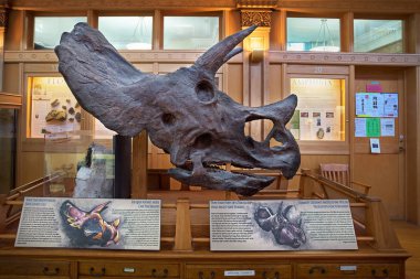 Montreal, Quebec, Kanada 14 Eylül 2018: Doğa tarihi, Mcgill Üniversitesi Müzesi biridir Montreal aileler için en favori Müzesi.