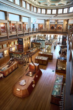 Montreal, Quebec, Kanada 14 Eylül 2018: Doğa tarihi, Mcgill Üniversitesi Müzesi biridir Montreal aileler için en favori Müzesi.