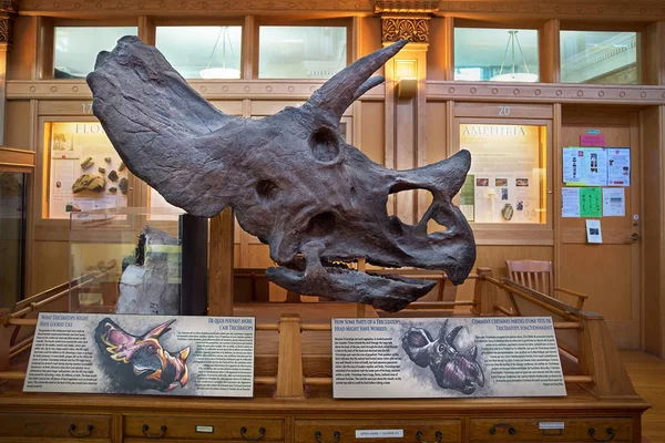 Montreal, Quebec, Kanada 14 Eylül 2018: Doğa tarihi, Mcgill Üniversitesi Müzesi biridir Montreal aileler için en favori Müzesi.