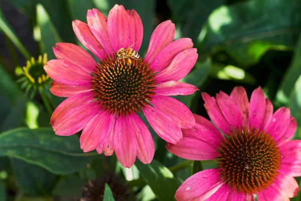 La abeja recogiendo el néctar de la flor en el día soleado primaveral — Foto de Stock